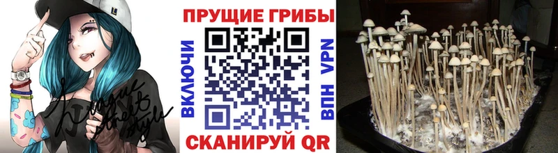 Псилоцибиновые грибы Psilocybine cubensis  OMG зеркало  дарк нет состав  Мытищи 